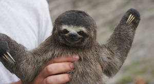 Check it out, I'm a Sloth.
