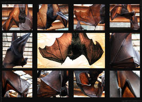 Chiroptera Study