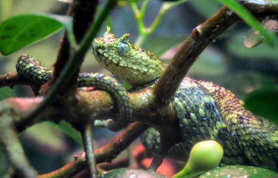 Atheris Rainshower