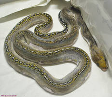 Pied Reticulated Python