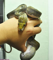 Pied Reticulated Python