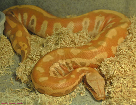 Albino Blood Python