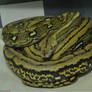 Tiger Reticulated Python het Pied