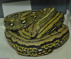 Tiger Reticulated Python het Pied