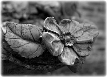 Stone Flower