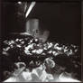 Pinhole Flowers