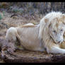 White Lion 2