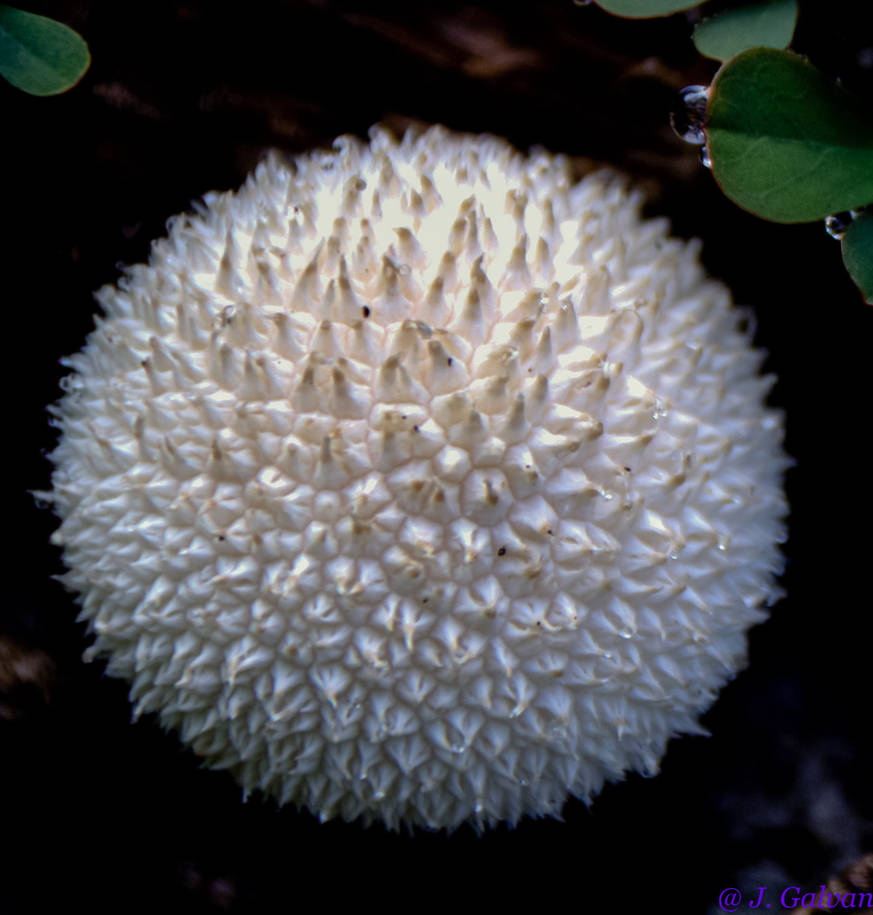 White spore close up by JohnGalvan on DeviantArt