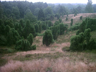 Lueneburger Heide