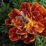 Bee on French marigold