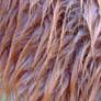 Wet Puppet Fur