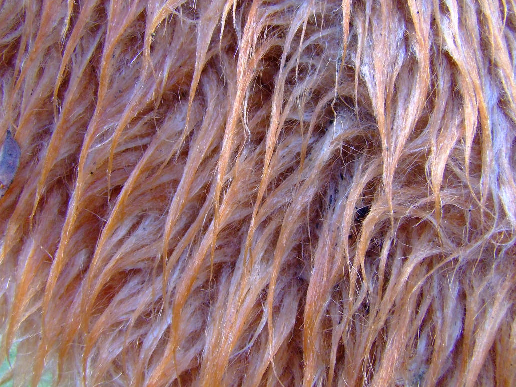 Wet Puppet Fur by dazzle-textures on DeviantArt