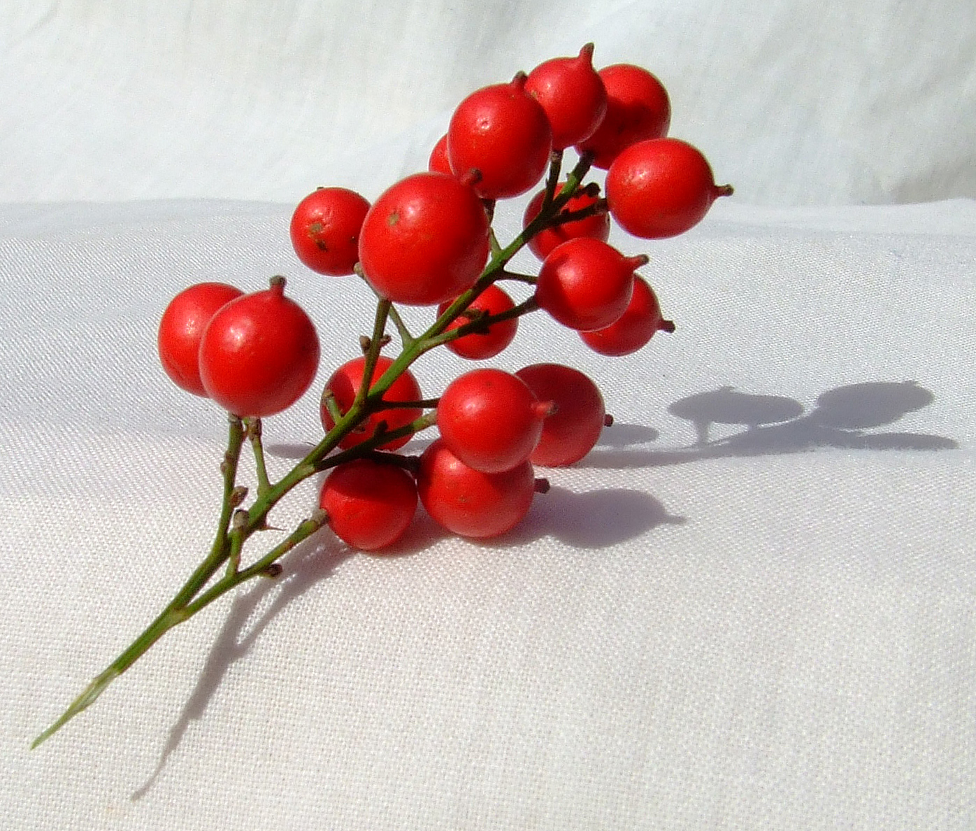 Red berries