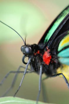 Close up butterfly