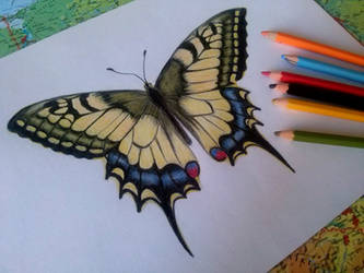 Butterfly