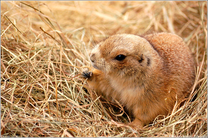 Dierenpark Emmen 1