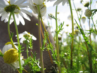 Country Flowers