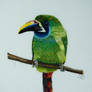 Toucan's Threaded Vibrance
