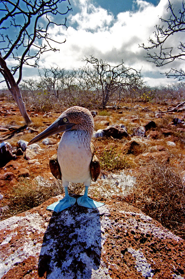 Blue-Footed Boobie, Galapagos by fourthwall