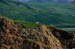 Big Horn Sheep on Ridge, Alaska by fourthwall