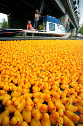 The End of the Rubber Duck Race, Fairbanks