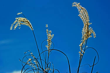 Winter Grass, Santa Fe