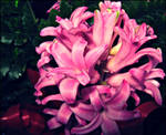 Pink. by lettherebelove01