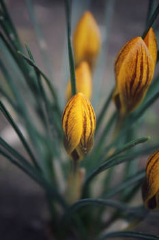 Spring Flower II