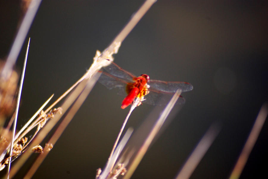 Libelle tuerkei II