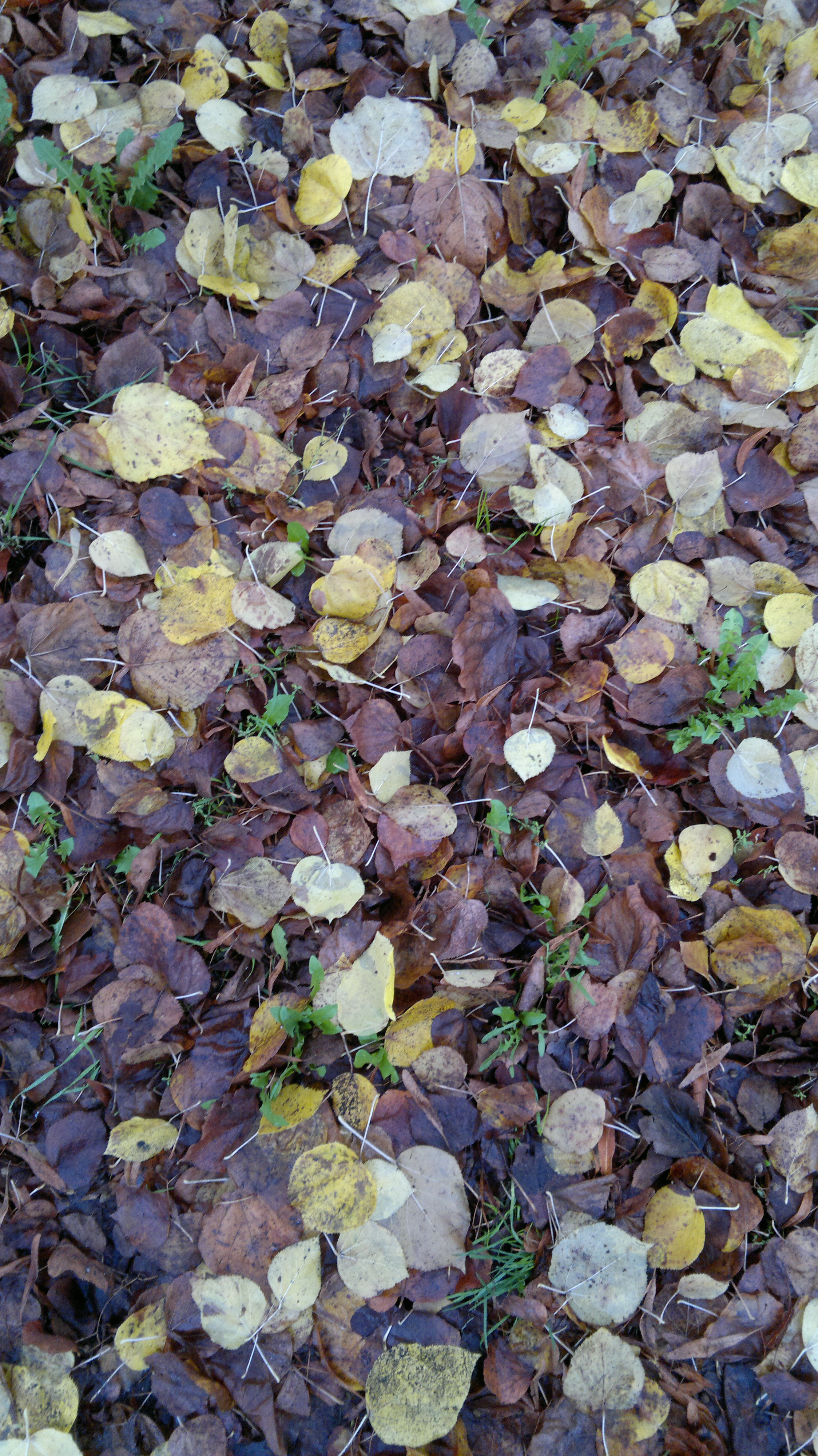 autumn leaves