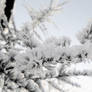 winter frozen trees