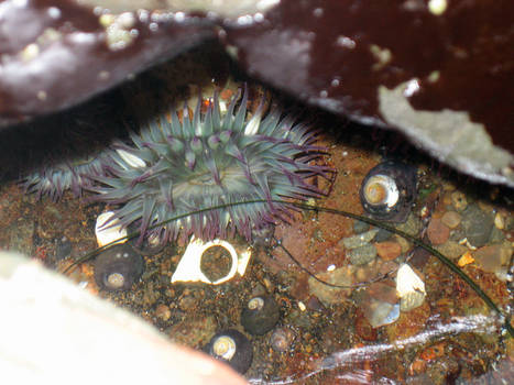 sea anemone