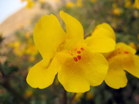 yellow flower