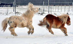 Pony Stock: Flying in the Snow