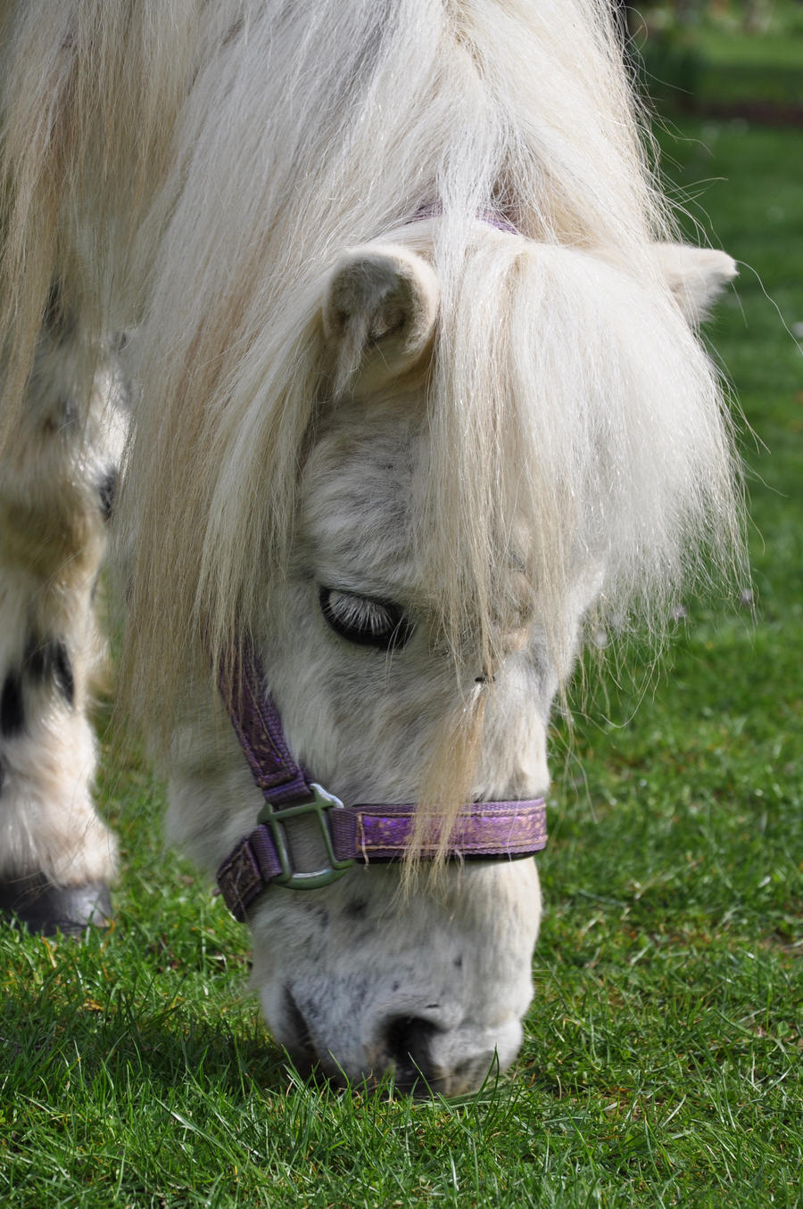 Horse Stock: Grazing Pony