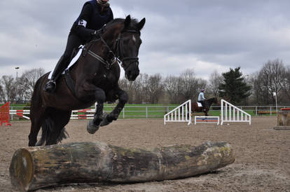 Horse Stock: Jumping