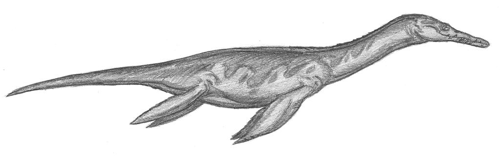 Rhomaleosaurus cramptoni