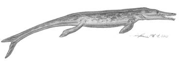 Geosaurus sp.