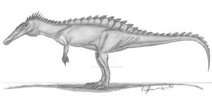 Suchomimus tenerensis