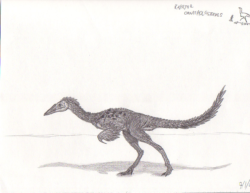 Rapator ornitholestoides