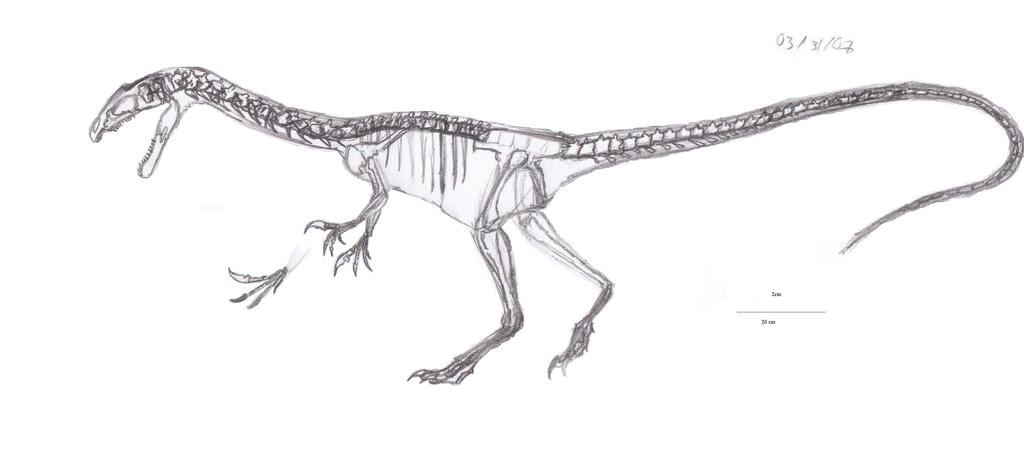 Noasaurus leali skeletal by EmperorDinobot