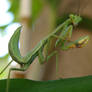 Mantis yoga