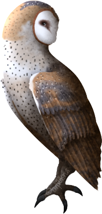 Barn owl