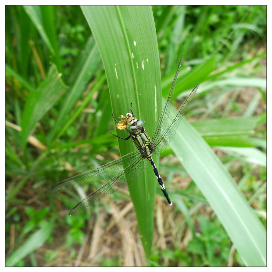 Lulaby Insect Lulaby by kiky270281 on DeviantArt