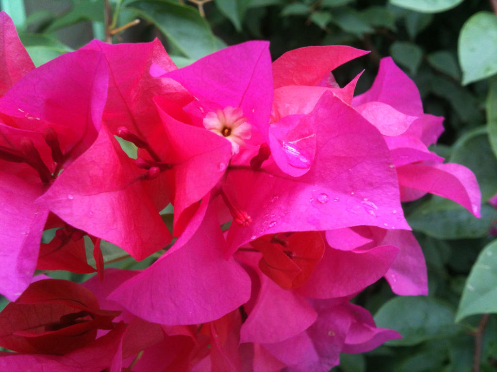 Bougainvillea