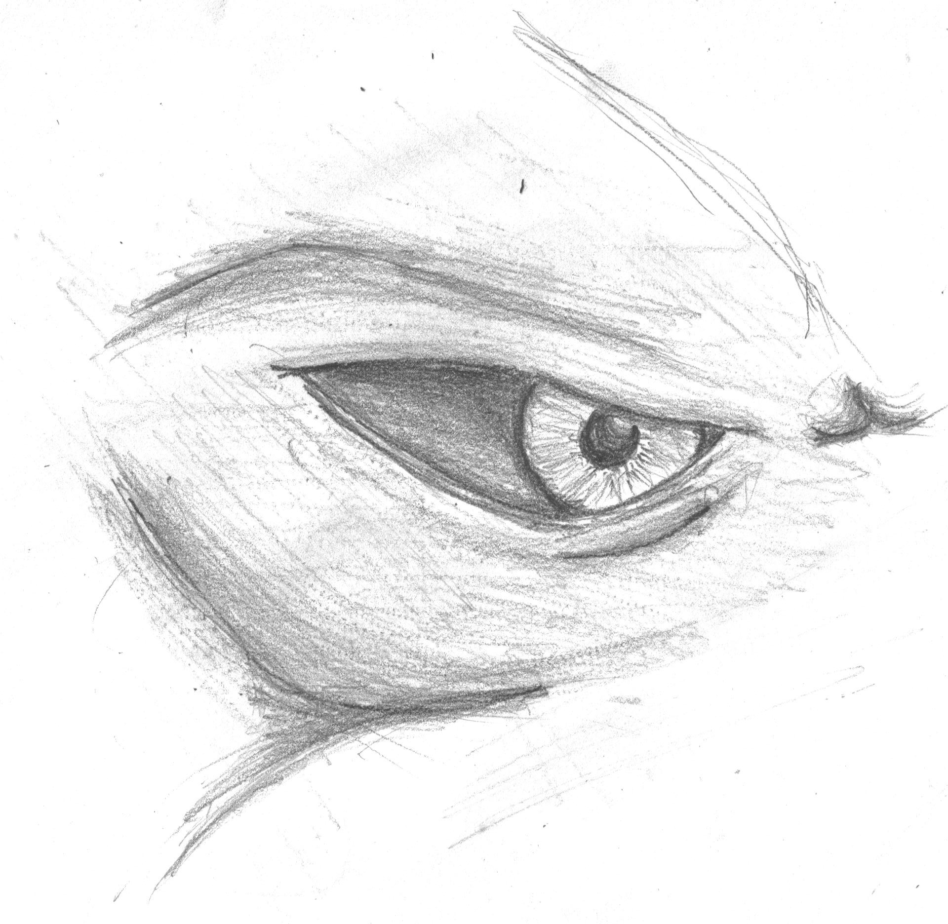 Feral Eye