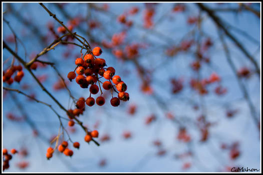 Berried in Red and Blue