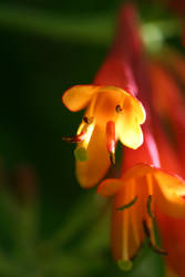 Honeysuckle