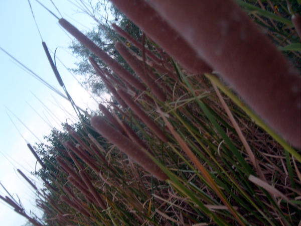 Cattails by Nick-Lowe on DeviantArt