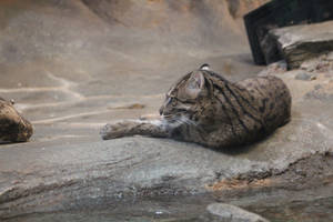Jungle Cat